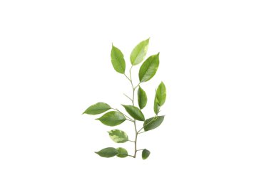 Beyaz arka planda ince bir dal, doğa konsepti, PNG