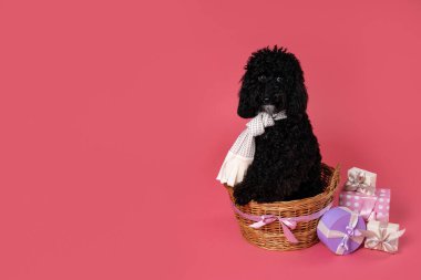 Pembe arka planda siyah kaniş köpeği, Köpek doğum günü