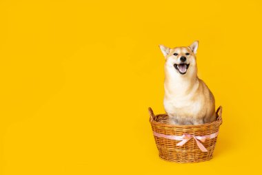 Shiba Inu sarı arka planda sevimli bir köpek.