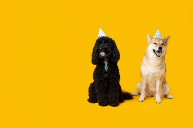 Sarı arka planda iki köpek, Köpek Doğumgünü