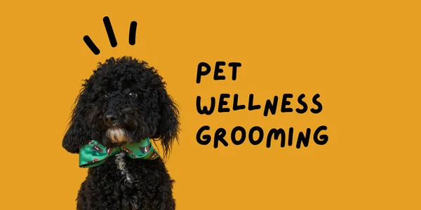 Bild För Reklam För Pet Grooming Med Söt Hund5 — Stockfoto