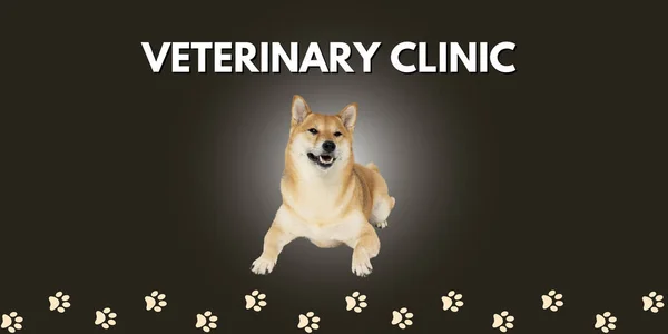 Bild För Reklam Veterinär Klinik Med Söt Hund — Stockfoto