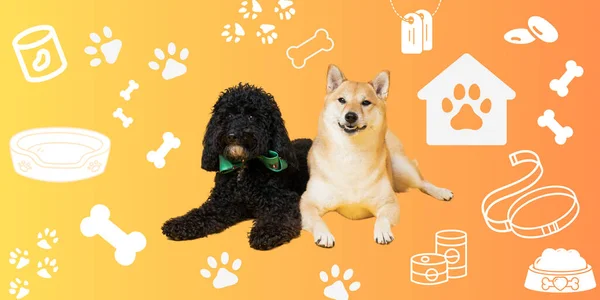 Imagen Para Publicidad Tienda Mascotas Con Perros Lindos — Foto de Stock