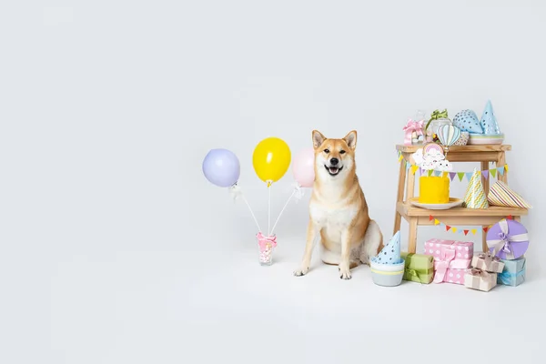 Shiba Inu Cão Fundo Branco Aniversário Cão — Fotografia de Stock