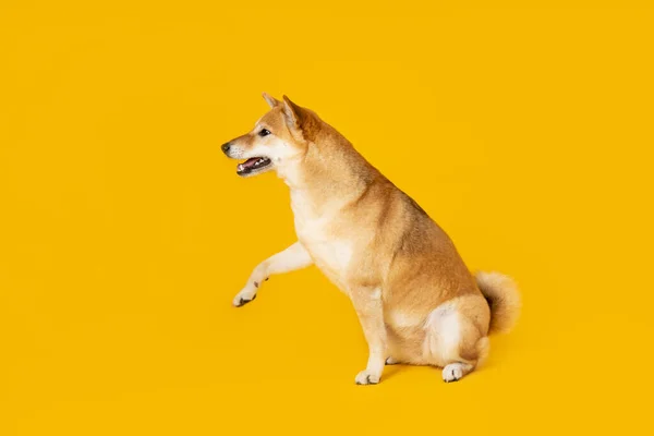 Shiba Inu Câine Drăguț Fundal Galben — Fotografie, imagine de stoc