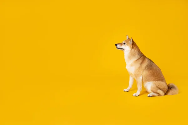 Shiba Inu Cão Bonito Fundo Amarelo — Fotografia de Stock
