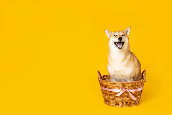 Shiba Inu Χαριτωμένο Σκυλί Κίτρινο Φόντο — Φωτογραφία Αρχείου