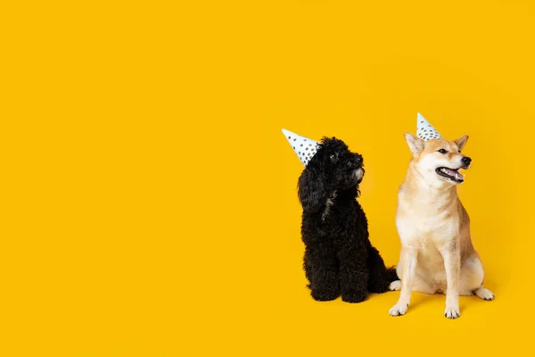 Twee Honden Gele Achtergrond Hond Verjaardag — Stockfoto
