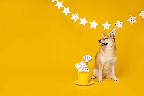 Shiba Inu Câine Fundal Galben Ziua Naștere Câinelui — Fotografie, imagine de stoc