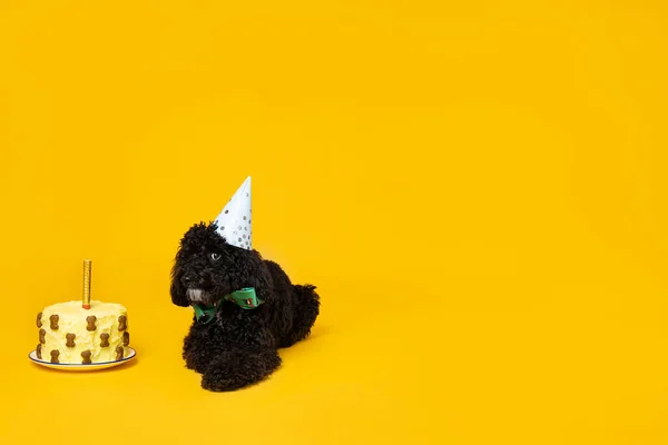 Zwarte Speelgoedpoedel Hond Gele Achtergrond Verjaardag — Stockfoto