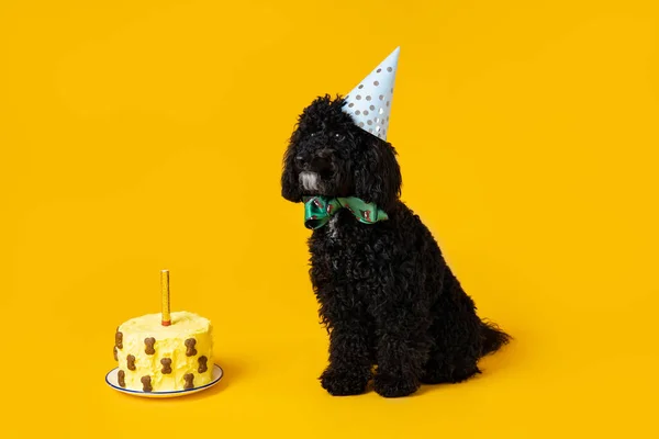 Black Toy Poodle Dog Fundo Amarelo Aniversário Cão — Fotografia de Stock