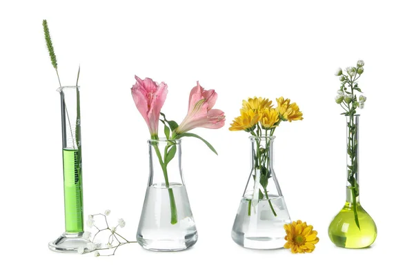 Concept Recherche Biologie Éprouvettes Fleurs Isolées Sur Fond Blanc — Photo