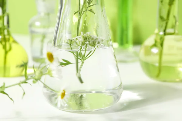 Concept Recherche Biologie Chimie Des Fleurs — Photo
