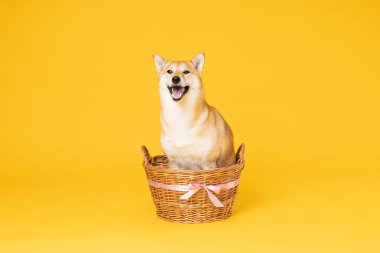 Shiba Inu sarı arka planda sevimli bir köpek.