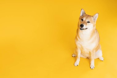 Shiba Inu sarı arka planda sevimli bir köpek.