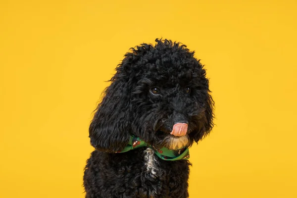 Niedlicher Schwarzer Pudelhund Auf Gelbem Hintergrund — Stockfoto