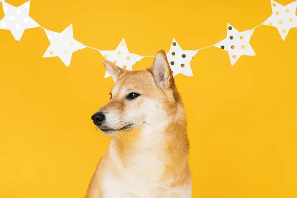 Shiba Inu Pes Žlutém Pozadí Psí Narozeniny — Stock fotografie
