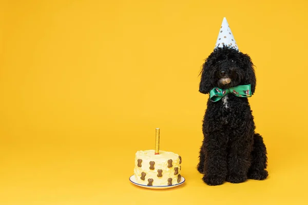 Black Toy Poodle Dog Fundo Amarelo Aniversário Cão — Fotografia de Stock
