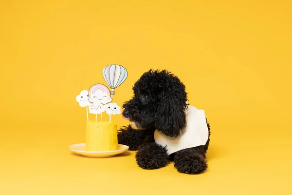 Black Toy poodle dog on yellow background, Dog Birthday