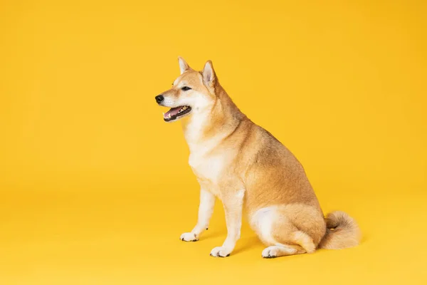 Shiba Inu Söt Hund Gul Bakgrund — Stockfoto