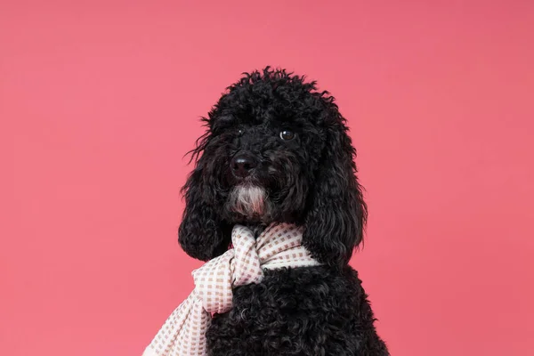 Schwarzer Pudelhund Auf Rosa Hintergrund — Stockfoto
