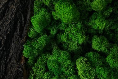 Yosun, doğa konsepti için farklı arka planlar, yosun ve odun, yosun ve taşlar.