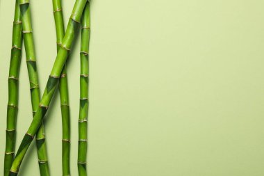 Tropikal ve yaz bitkisi kavramı - bambu