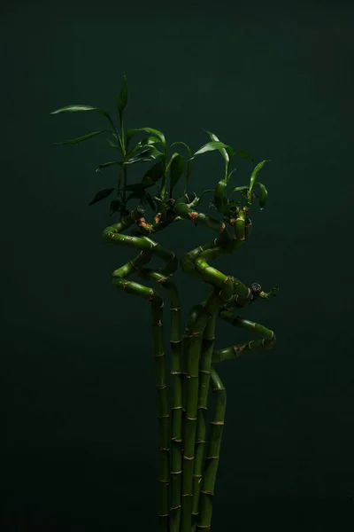 Concepto Planta Tropical Verano Bambú — Foto de Stock