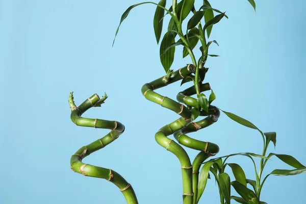 Tropikal Yaz Bitkisi Kavramı Bambu — Stok fotoğraf