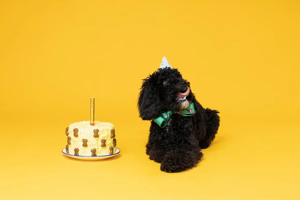 Μαύρο Σκυλάκι Κανίς Κίτρινο Φόντο Γενέθλια Σκύλου — Φωτογραφία Αρχείου