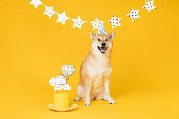 Shiba Inu Perro Sobre Fondo Amarillo Cumpleaños Del Perro — Foto de Stock