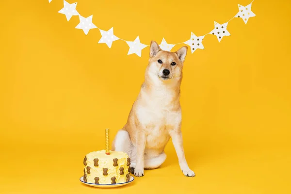 Shiba Inu Σκυλί Κίτρινο Φόντο Dog Γενέθλια — Φωτογραφία Αρχείου