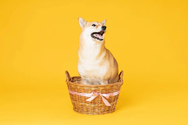 Shiba Inu Aranyos Kutya Sárga Háttér — Stock Fotó
