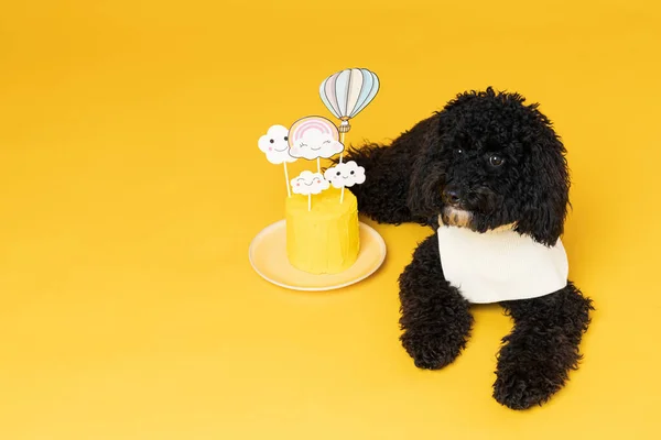 Black Toy Pudl Pes Žlutém Pozadí Psí Narozeniny — Stock fotografie