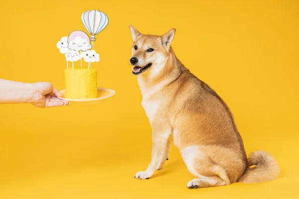 Shiba Inu Cão Fundo Amarelo Aniversário Cão — Fotografia de Stock