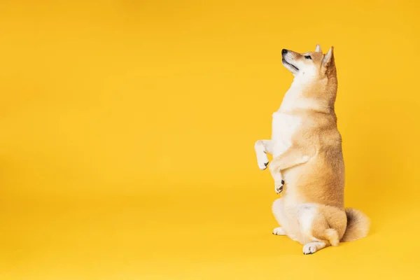 Shiba Inu Schattige Hond Gele Achtergrond — Stockfoto