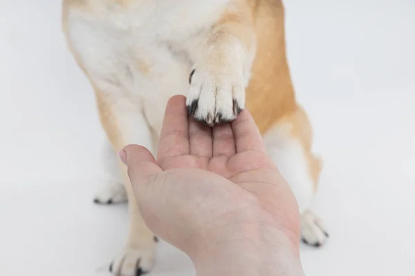 白地に女性の手に足を与える芝犬 — ストック写真