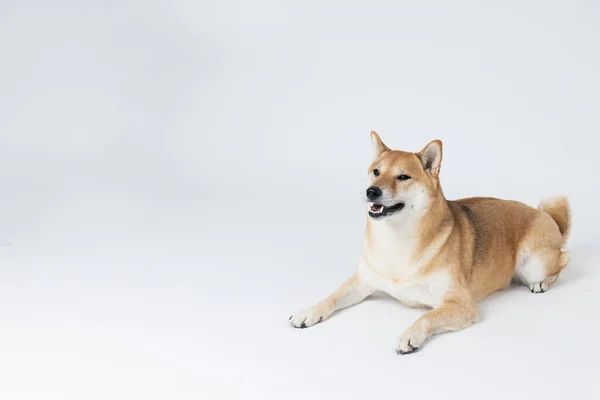 Shiba Inu Söt Hund Vit Bakgrund — Stockfoto