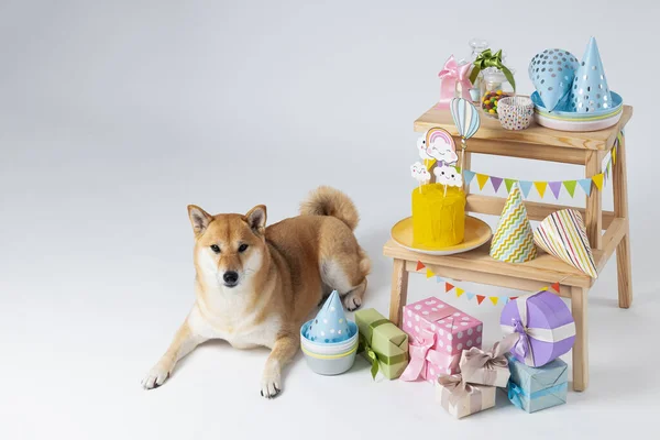 Собака Шиба Ину Белом Фоне День Рождения Собаки — стоковое фото
