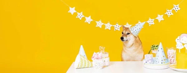 Shiba Inu dog on yellow background, Dog Birthday