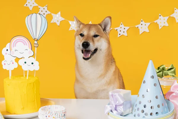 Shiba Inu Cão Fundo Amarelo Aniversário Cão — Fotografia de Stock