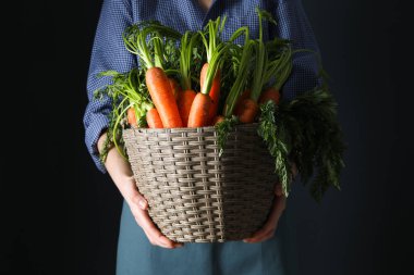 Taze havuç, hasat konsepti, hasat mevsimi.