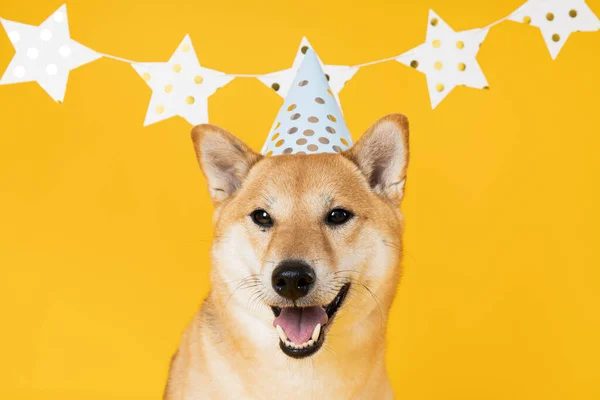 Shiba Inu Σκυλί Κίτρινο Φόντο Dog Γενέθλια — Φωτογραφία Αρχείου