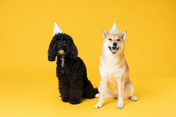 Dois Cães Fundo Amarelo Aniversário Cão — Fotografia de Stock