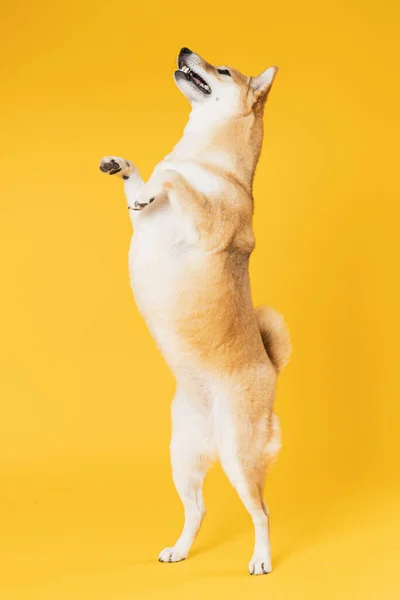 Shiba Inu Cão Bonito Fundo Amarelo — Fotografia de Stock