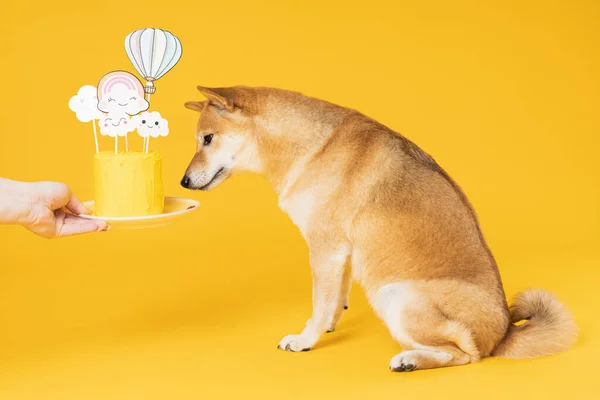 Shiba Inu Hond Gele Achtergrond Verjaardag — Stockfoto