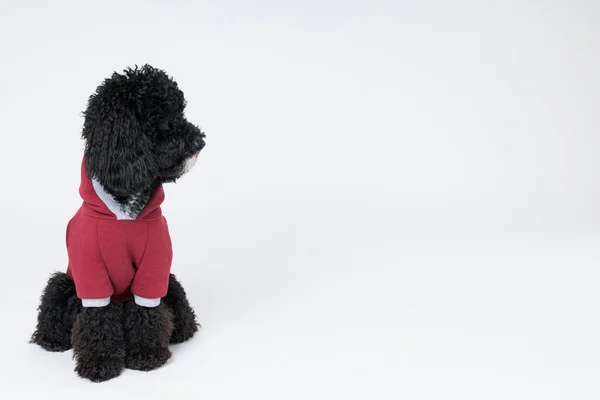 Schwarzer Pudel Hund Auf Weißem Hintergrund — Stockfoto