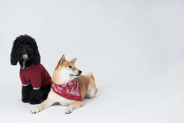 Shiba Inu Toy Cães Poodle Fundo Branco — Fotografia de Stock