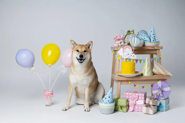 Shiba Inu Cão Fundo Branco Aniversário Cão — Fotografia de Stock
