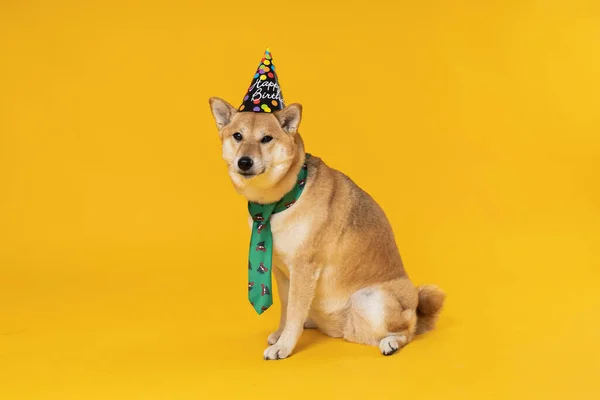 Shiba Inu Hond Gele Achtergrond Verjaardag — Stockfoto